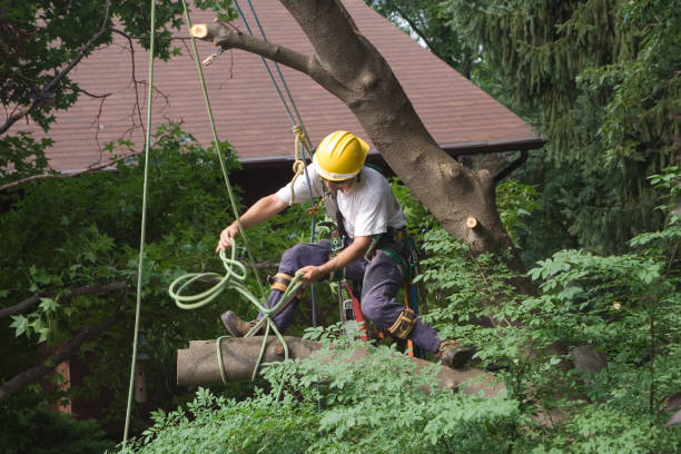 Lawn Renovation and Restoration in Muncy, PA